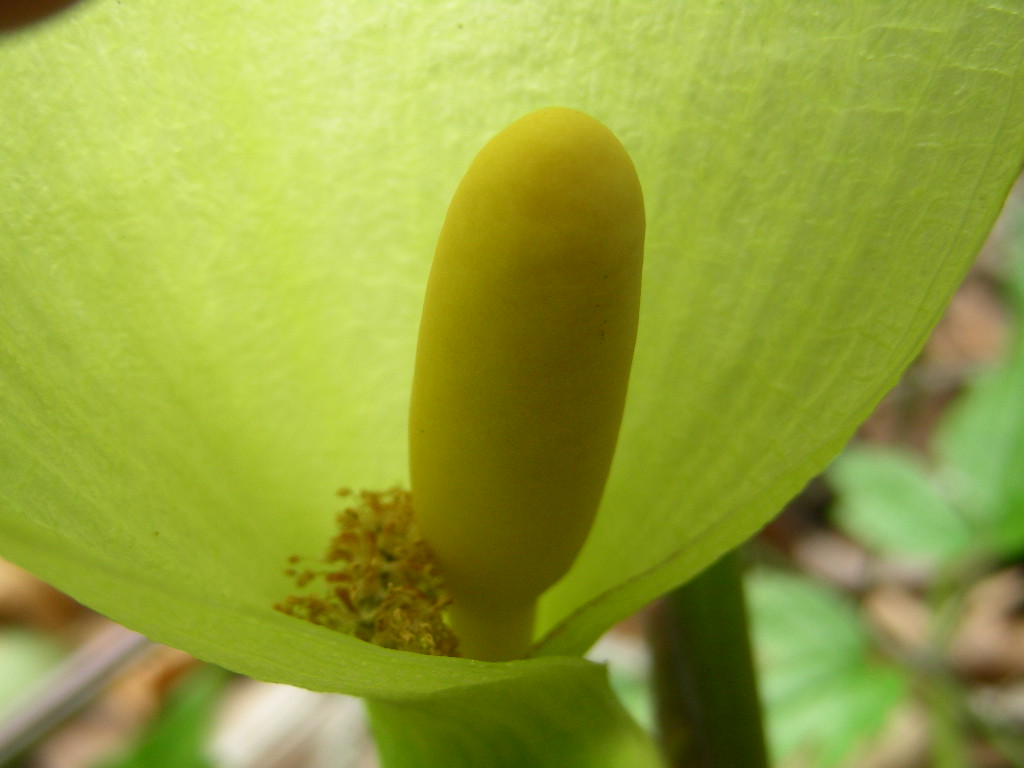 Arum italicum e Arum maculatum